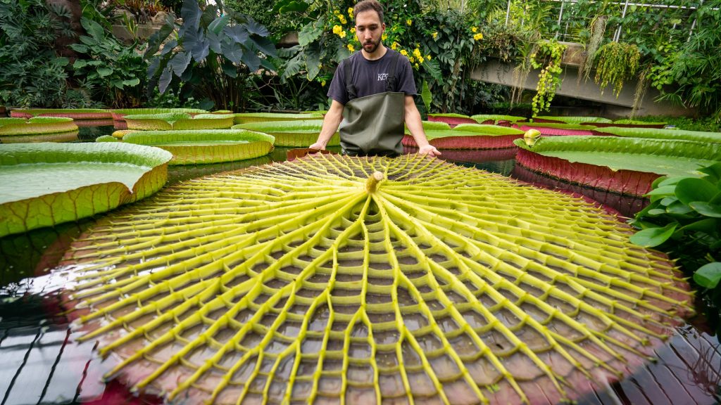 sursa foto https://www.itv.com/news/london/2021-09-16/kew-gardens-gains-guinness-world-record-for-its-17000-strong-plant-collection