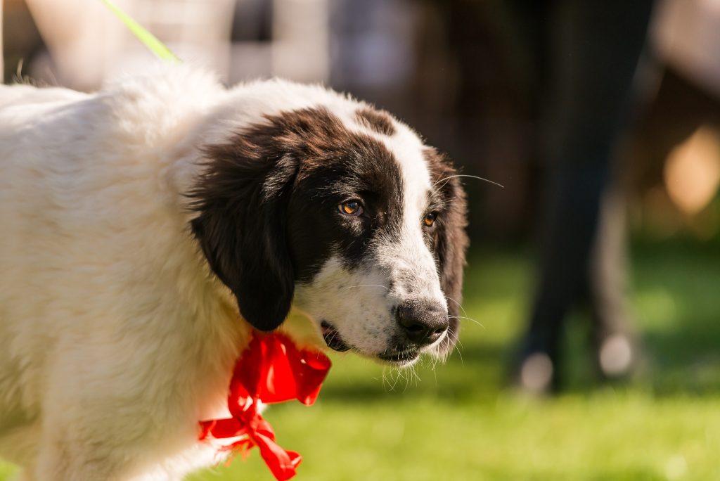 sursa Asociația Haita FB