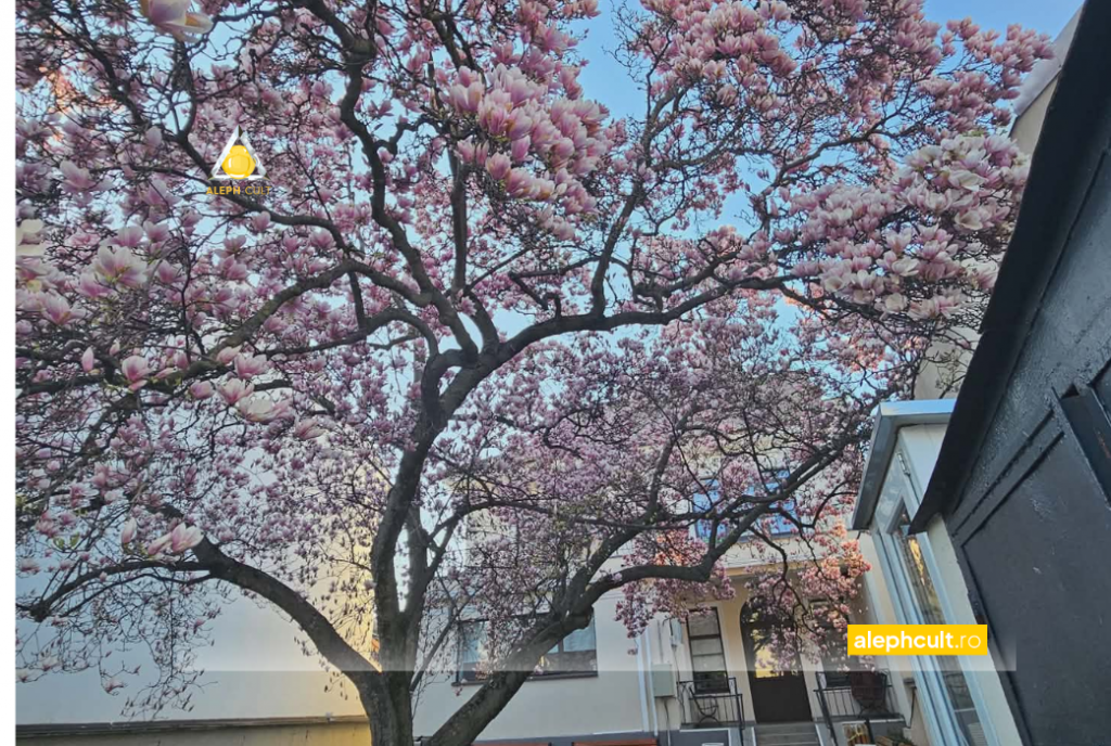 Unde vezi cele mai spectaculoase magnolii